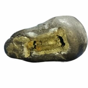 Rare Laxmi Narayan Shaligram 100% Genuine - 131 Gram (Lakshmi narayan) - Image 5