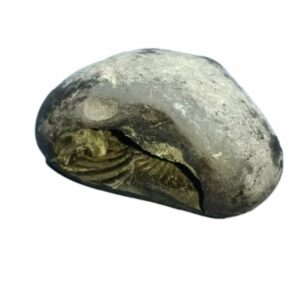 Laxmi Narayan Shaligram 100% Genuine & Rare 128 Gram (Lakshmi narayan) - Image 4