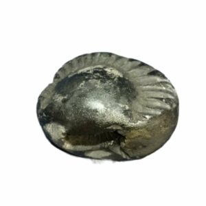 Laxmi Narayan Shaligram 100% Genuine & Rare 104 Gram (Lakshmi narayan) - Image 5