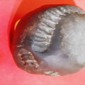 Rare Laxmi Narayan Shaligram 100% Genuine - 380 Gram (Lakshmi narayan) - Image 6