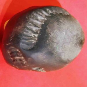 Rare Laxmi Narayan Shaligram 100% Genuine - 380 Gram (Lakshmi narayan) - Image 7