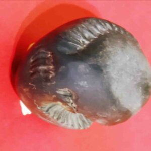 Rare Laxmi Narayan Shaligram 100% Genuine - 380 Gram (Lakshmi narayan) - Image 8