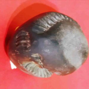 Rare Laxmi Narayan Shaligram 100% Genuine - 380 Gram (Lakshmi narayan) - Image 9