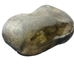 Laxmi Narayan Shaligram 100% Genuine & Rare 622 Gram (Lakshmi narayan) - Image 5