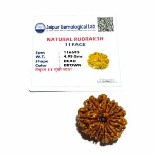 Natural 11 Mukhi Nepali Rudraksha Bead, Affordable & Certified 24 mm - Image 2