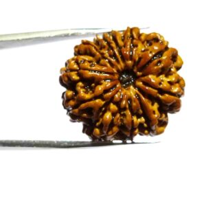 Natural 11 Mukhi Nepali Rudraksha Bead, Affordable & Certified 24 mm - Image 3