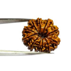 Abhimantrit Natural 11 Mukhi Nepali Rudraksha Bead, Affordable & Certified 24 mm - Image 4