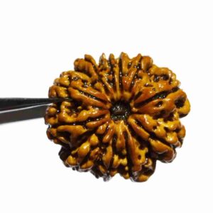 Natural 11 Mukhi Nepali Rudraksha Bead, Affordable & Certified 24 mm - Image 5