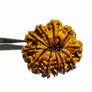 Abhimantrit Natural 11 Mukhi Nepali Rudraksha Bead, Affordable & Certified 24 mm - Image 7