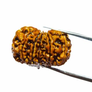 Natural 11 Mukhi Nepali Rudraksha Bead, Affordable & Certified 24 mm - Image 7