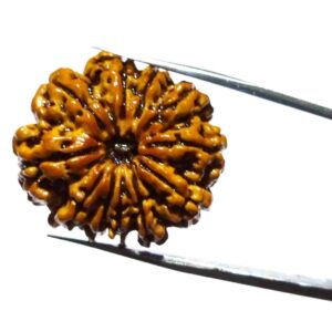 Natural 11 Mukhi Nepali Rudraksha Bead, Affordable & Certified 24 mm - Image 8