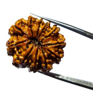 Natural 11 Mukhi Nepali Rudraksha Bead, Affordable & Certified 24 mm - Image 9