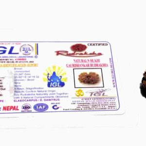 Certified Gauri Shankar Rudraksha & Original For Marriage & Prosperity - Image 2
