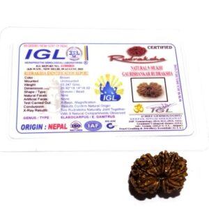 Certified Gauri Shankar Rudraksha & Original For Marriage & Prosperity - Image 6