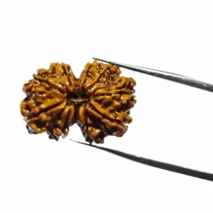 Certified Gauri Shankar Rudraksha & Original For Marriage & Prosperity - Image 3