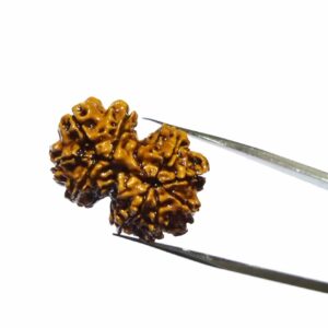 Certified Gauri Shankar Rudraksha & Original For Marriage & Prosperity - Image 4