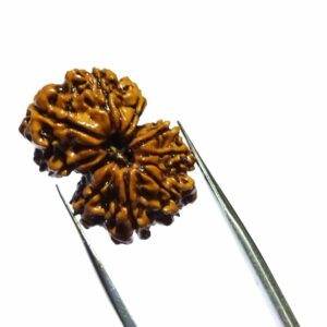Certified Gauri Shankar Rudraksha & Original For Marriage & Prosperity - Image 5
