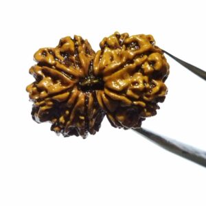 Certified Gauri Shankar Rudraksha & Original For Marriage & Prosperity - Image 7