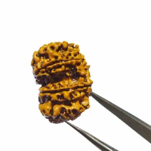 Certified Gauri Shankar Rudraksha & Original For Marriage & Prosperity - Image 8