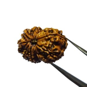 Certified Gauri Shankar Rudraksha & Original For Marriage & Prosperity - Image 9