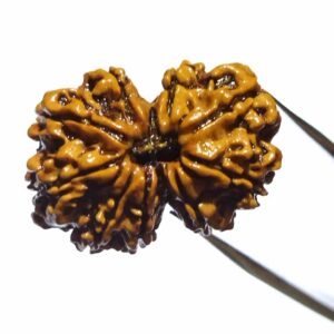 Abhimantrit Gauri Shankar Rudraksha & Certified For Marriage & Prosperity - Image 8