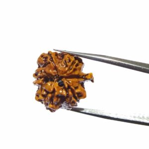 Abhimantrit Ganesh Rudraksha Bead, Affordable & Certified - Image 5