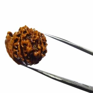 Abhimantrit Ganesh Rudraksha Bead, Affordable & Certified - Image 4