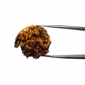 Abhimantrit Ganesh Rudraksha Bead, Affordable & Certified - Image 3