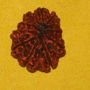 Abhimantrit Certified Rudraksha in Silver Pendant - Image 1