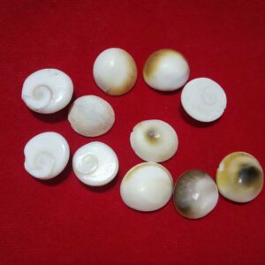 Abhimantrit Natural Gomti Chakra ( Medium) 11 Pieces - Image 2