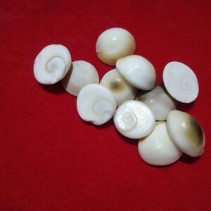 Abhimantrit Natural Gomti Chakra ( Medium) 11 Pieces - Image 3