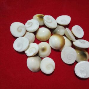Abhimantrit Natural Gomti Chakra (Medium) 21 Pieces - Image 3