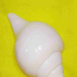 Abhimantrit - Vamavarti Blowing Shankh (Conch) 11 cm Size Small - Sound Shankh - Image 8