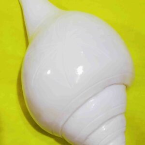 Natural Vamavarti Shankh ( Conch ) Rare & Original 18 cm Size ( Big) - Image 1