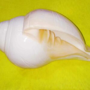 Natural Vamavarti Shankh ( Conch ) Rare & Original 18 cm Size ( Big) - Image 5