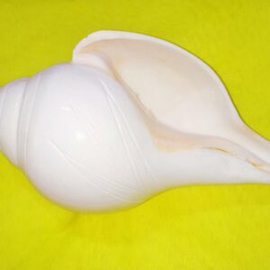 Natural Vamavarti Shankh ( Conch ) Rare & Original 18 cm Size ( Big) - Image 2