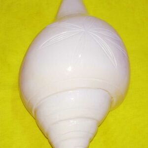 Natural Vamavarti Shankh ( Conch ) Rare & Original 18 cm Size ( Big) - Image 3