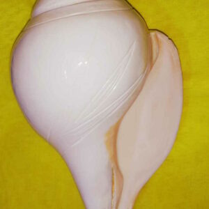 Natural Vamavarti Shankh ( Conch ) Rare & Original 18 cm Size ( Big) - Image 4