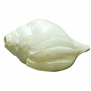 Original Vamavarti Blowing Shankh (Conch) 7 Inch Size - Sound Shankh ( Mantrit ) - Image 2