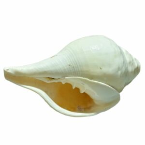 Original Vamavarti Blowing Shankh (Conch) 7 Inch Size - Sound Shankh ( Mantrit ) - Image 3