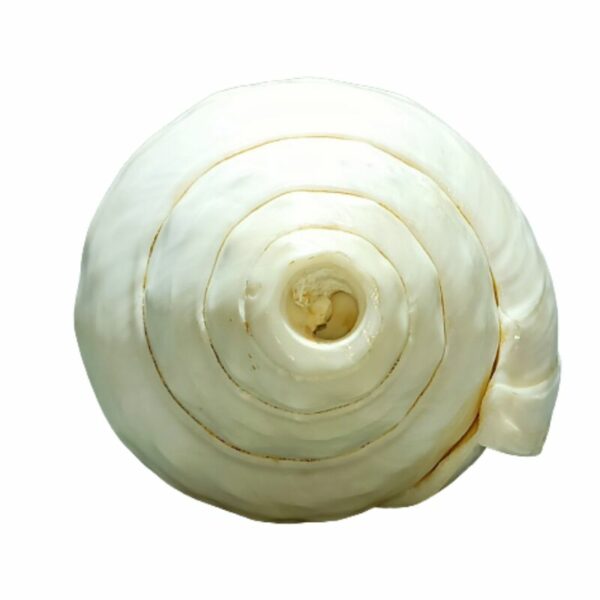 Vamavarti Schelp 5 Inch Hindoeïstische Religieuze Schelp ASHIRWAD Echte Vamavarti Dattatreya - Conch Shell - Puja Ritueel - Shankhnaad (Shankh-11 Echte Blazende Schelp 4 Inch Blazen Shankh