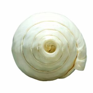Original Vamavarti Blowing Shankh (Conch) 7 Inch Size - Sound Shankh ( Mantrit ) - Image 4