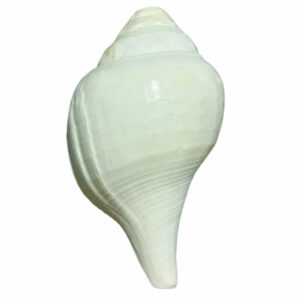 Original Vamavarti Blowing Shankh (Conch) 7 Inch Size - Sound Shankh ( Mantrit ) - Image 5