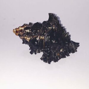 Shani Shankh / Kachhap Shankh (Conch) Abhimantrit Rare and Original for Positivity - Image 2