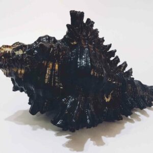 Shani Shankh / Kachhap Shankh (Conch) Abhimantrit Rare and Original for Positivity - Image 3