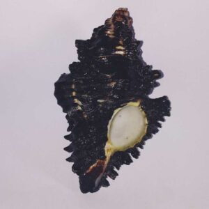 Shani Shankh / Kachhap Shankh (Conch) Abhimantrit Rare and Original for Positivity - Image 4