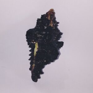 Shani Shankh / Kachhap Shankh (Conch) Abhimantrit Rare and Original for Positivity - Image 5