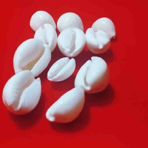 Abhimantrit Kauri / Natural White Kauri Shells-21 Pieces - Image 3