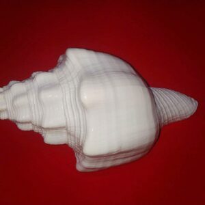 Original Vishnu Vahan Garuda Blowing Shankh ( Conch ) 15 cm size - Image 8