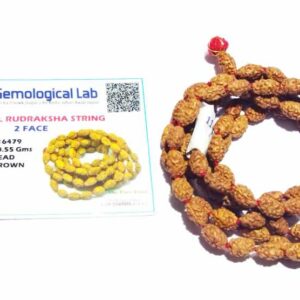 2 Mukhi Rudraksha Mala Genuine & Certified - Image 6